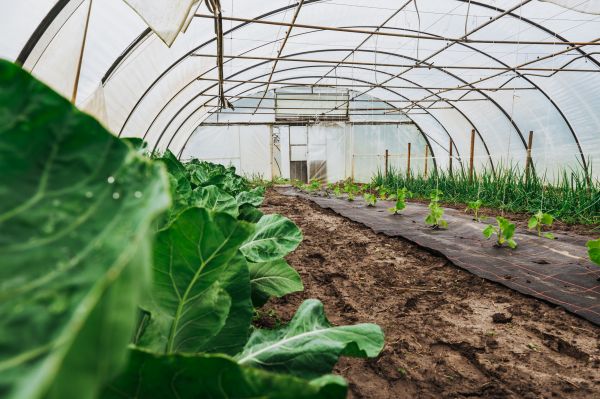 Greenhouse Demolition in Akron